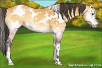 Horse Color:White Spotted Buckskin Onyx Frame 