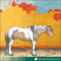 Horse Color:Buckskin Tobiano Blanket