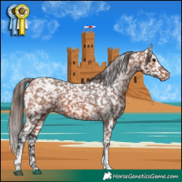 Horse Color:Bay Tobiano Appaloosa 