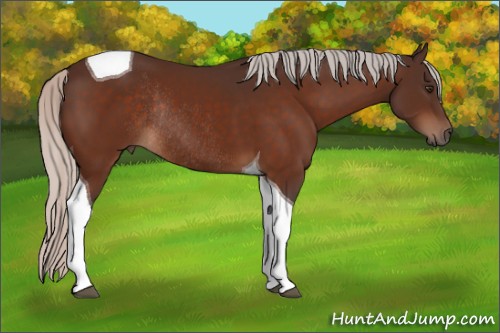 Horse Color:Silver Brown Tobiano Rabicano 