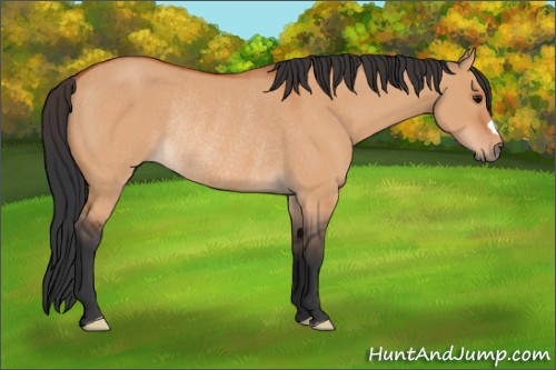 Horse Color:Bay Dun Rabicano 