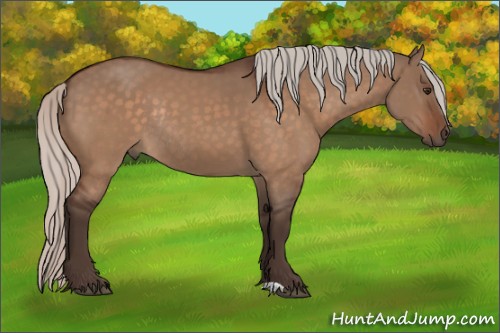 Horse Color:Silver Brown Dun Rabicano 