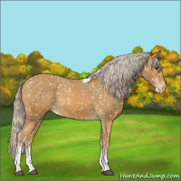 Horse Color:Palomino Tobiano Appaloosa 