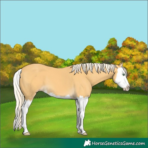Horse Color:Gold Cream Champagne Splash 