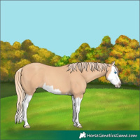 Horse Color:Gold Champagne Splash 
