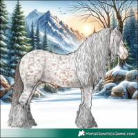 Horse Color:Bay Tobiano Appaloosa 