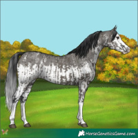 Horse Color:Grullo Sabino Splash  and Grullo Sabino Splash 