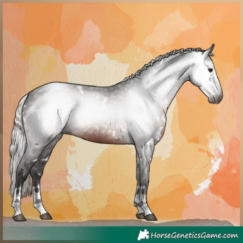 Horse Color:Gray White Spotted Silver Brown Appaloosa 