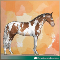 Horse Color:Gray White Spotted Silver Sable Champagne Tobiano 