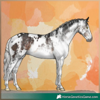 Horse Color:Gray White Spotted Silver Brown