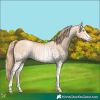 Horse Color:Gold Champagne Pearl Tobiano Rabicano  and White Spotted Gold Champagne Pearl Dun Sabino Rabicano 