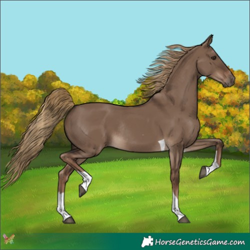 Horse Color:Liver Red Dun Tobiano Rabicano 