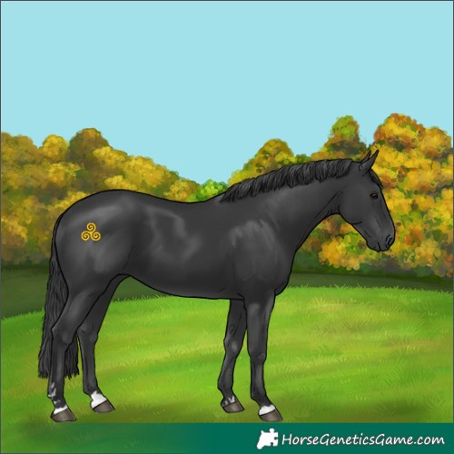 Horse Color:Black 