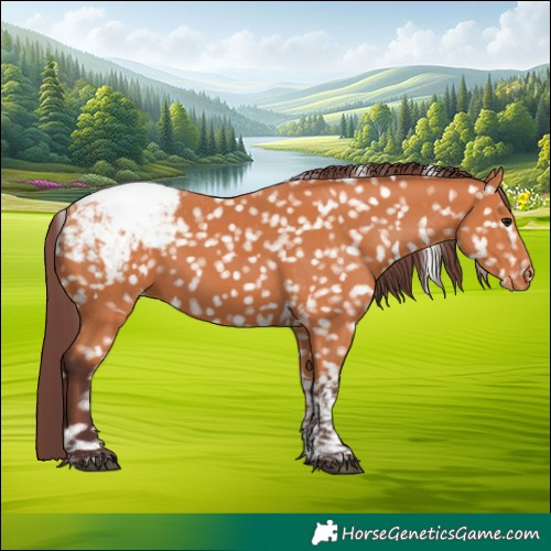 Horse Color:Chocolate Bay Tobiano Appaloosa 