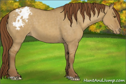 Horse Color:Classic Cream Champagne Dun Appaloosa