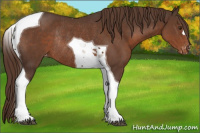 Horse Color:Liver Chestnut Tobiano Appaloosa Rabicano 