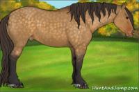 Horse Color:Buckskin Dun Appaloosa