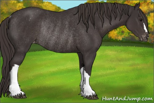 Horse Color:Smoky Black Appaloosa Rabicano 