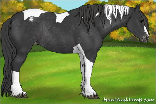 Horse Color:Black Tobiano Appaloosa Rabicano