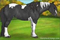 Horse Color:Black Tobiano Appaloosa Rabicano 