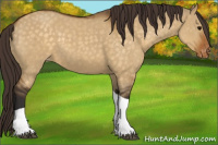 Horse Color:Buckskin Dun Tobiano Appaloosa