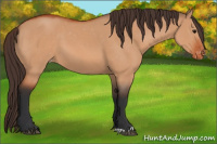 Horse Color:Bay Dun Appaloosa