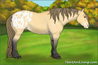 Horse Color:Buckskin Appaloosa