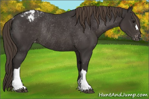 Horse Color:Smoky Black Appaloosa Rabicano
