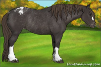 Horse Color:Smoky Black Appaloosa Rabicano 