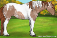 Horse Color:Chestnut Ice Tobiano Appaloosa Rabicano 