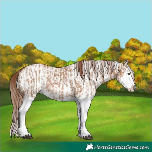 Horse Color:Red Dun Splash and White Spotted Red Dun Splash