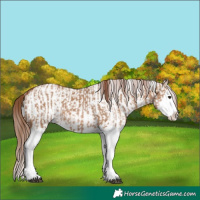 Horse Color:Red Dun Splash  and White Spotted Red Dun Splash 