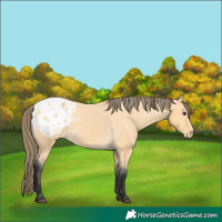 Horse Color:Buckskin Appaloosa