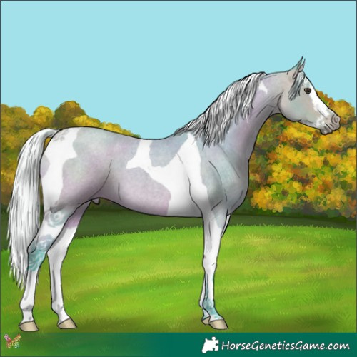 Horse Color:Watercolor Silver Buckskin Roan Splash Tobiano 
