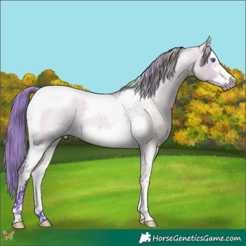 Horse Color:Watercolor Bay Roan Dun Splash Tobiano Frame Rabicano 