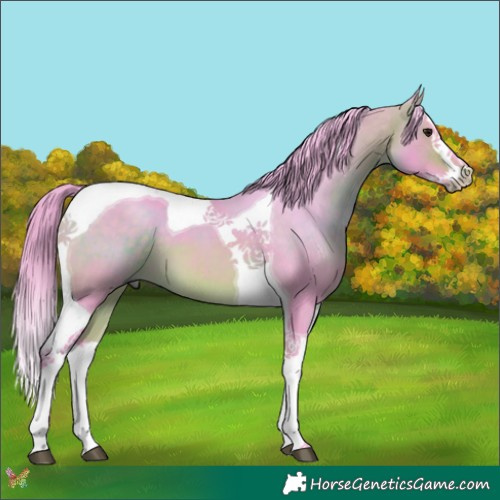 Horse Color:Watercolor Buckskin Splash Tobiano 