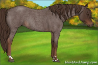 Horse Color:Liver Red Roan Rabicano 