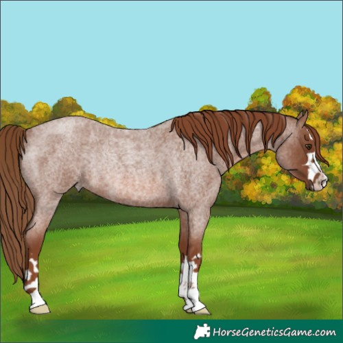 Horse Color:Red Roan Rabicano 
