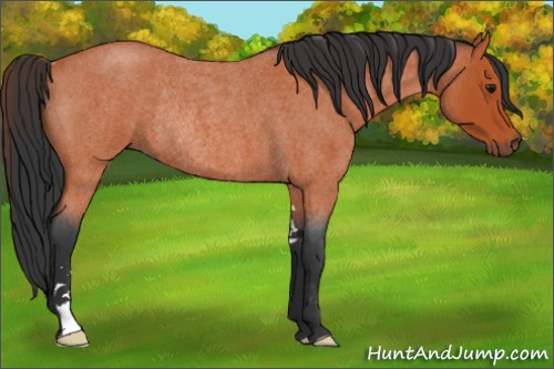 Horse Color:Bay Roan Sabino Rabicano 