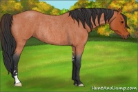 Horse Color:Bay Roan Sabino Rabicano
