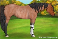Horse Color:Bay Roan Rabicano 