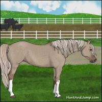 Horse Color:Silver Grullo 
