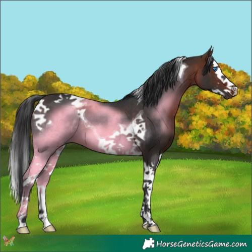Horse Color:Brown Splash Tobiano