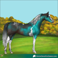 Horse Color:Brown Splash Tobiano