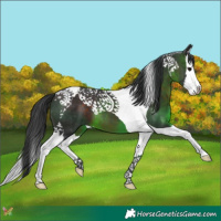 Horse Color:Brown Splash Tobiano 