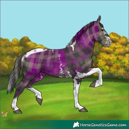 Horse Color:Plaid  Smoky Black Sabino Splash Tobiano 