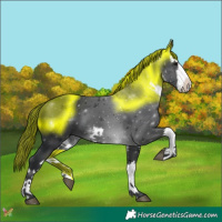 Horse Color:White Spotted Black