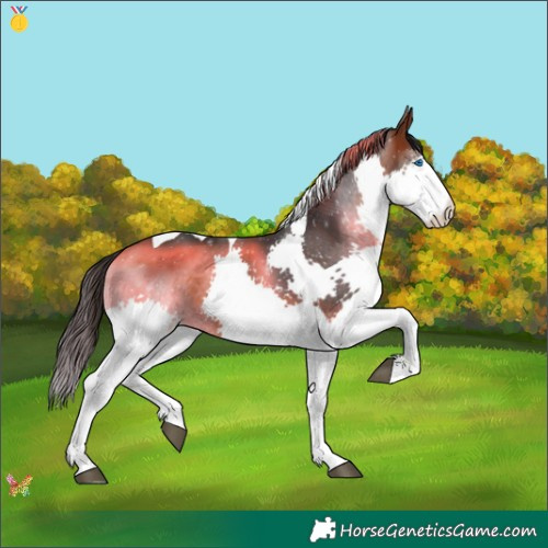 Horse Color:White Spotted Brown Splash Tobiano 