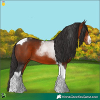 Horse Color:White Spotted Bay Tobiano 