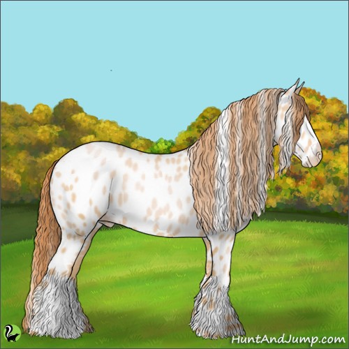 Horse Color:Buckskin Pearl Appaloosa 